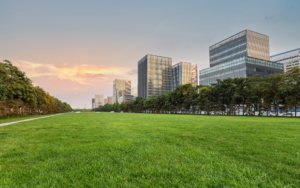 Large Lawn In Open Park