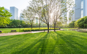 Large Park In A City With Cut Lawn