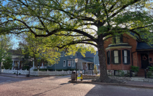 Large Tree And Houses In St. Charles