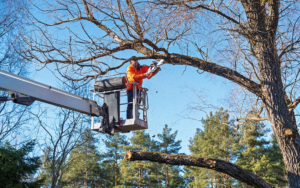 Arborist With Chainsaw Trimming Tree Branches