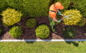 Professional Aroborist Trimming Bushes