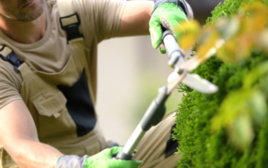 View Of A Person Trimming A Bush