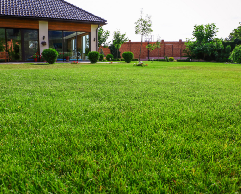 Common Lawn Fungus Treatment In St. Louis How To Identify And Treat Brown Patch, Dollar Spot, And More