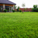 Common Lawn Fungus Treatment In St. Louis How To Identify And Treat Brown Patch, Dollar Spot, And More