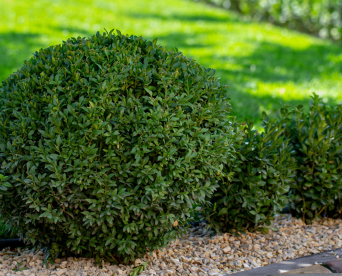Common Shrub And Tree Diseases In St. Louis, Mo