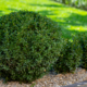 Common Shrub And Tree Diseases In St. Louis, Mo