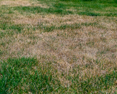 Why Is My Grass Turning Brown In St. Louis