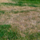 Why Is My Grass Turning Brown In St. Louis