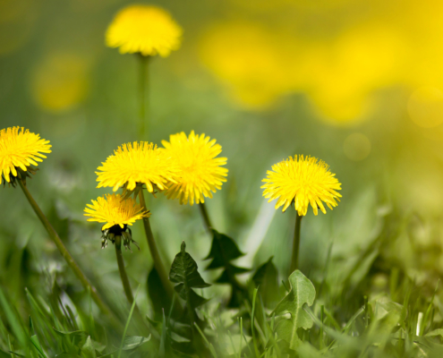 A Stlhomeowner's Guide To Common Lawn Weeds