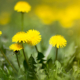 A Stlhomeowner's Guide To Common Lawn Weeds